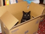 Cass in a box
