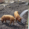 Tamworth pigs enjoying a shower