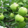 Apples - Dumelows Seedling