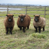 Jura, Juno and Kinx - Rosedean Ryeland ewes