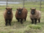 Jura, Juno and Kinx - Rosedean Ryeland ewes