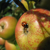 Ladybird on Sunset apple