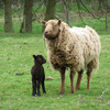 Shetland ewe and lamb