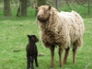 Shetland ewe and lamb