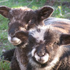 Buddy and Dickie, Ryeland tup lambs