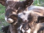 Buddy and Dickie, Ryeland tup lambs