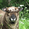 Lucy, Ryeland ewe lamb