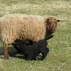 Shetland lamb suckling