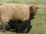 Shetland lamb suckling