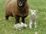 Ryeland ewe and lambs