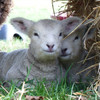 Ryeland lambs