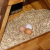 Trio of eggs in nestbox
