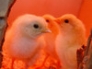Chicks under heat lamp