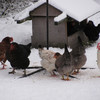 Hens in winter