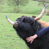 Highland cattle getting a scratch