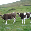 Breeze and Blizzard, Shetland heifers