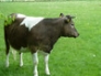 Breeze, Shetland heifer