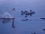 Swans on the River Forth