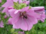 Pollen-covered bee on Mallow