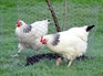 Backyard Poultry Keeping Course