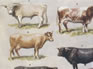 British rare and traditional cattle breeds