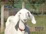 Fencing and control of goats