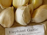Garlic Growing