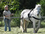 Ponies on the Smallholding Course