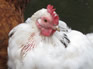 Poultry Health and Wellbeing