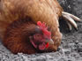Poultry Pests & Diseases