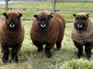 Selecting breeding stock - ewes