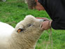 Sheep Terminology