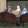 Our Zwartbles sheep helping to tell the Christmas story!!