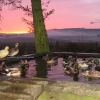 Ducks out at dawn, no ice, yippie