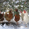 Photo shows 3 ex-batts and 2 Amber hens sheltering under a shrub.