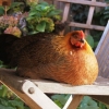 Green Legged Partridge Fowl young hen resting