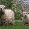 Springtime Greyface Dartmoors 
