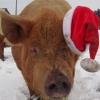 Tamworth boar feeling festive!