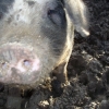 Pigs + Winter = Mud.