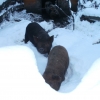 3 little pigs' first sight of snow