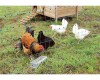 28-160 Rutland S/Poultry Net-Double Spike 50m