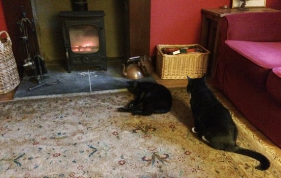 Tom and Bertie at the stove