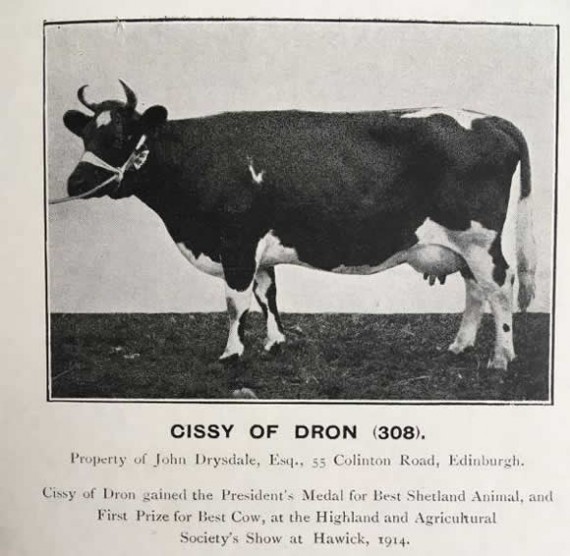 1914 Shetland Cattle RHS Champion