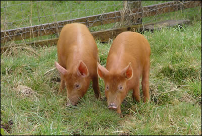 Two new Tamworth boar weaners