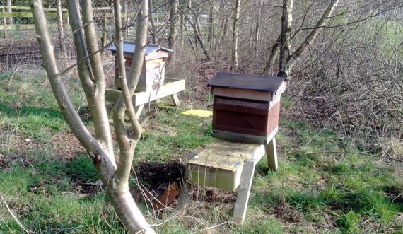 Apiary in March 2016