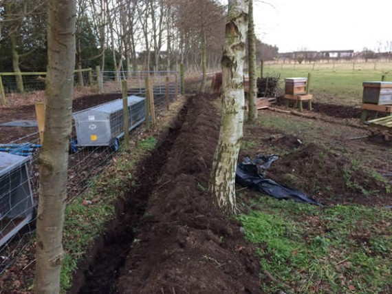Apiary hedge trench