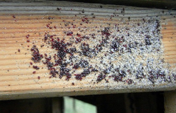 A bad red mite infestation