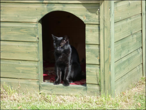 Bertie in cat's kennel