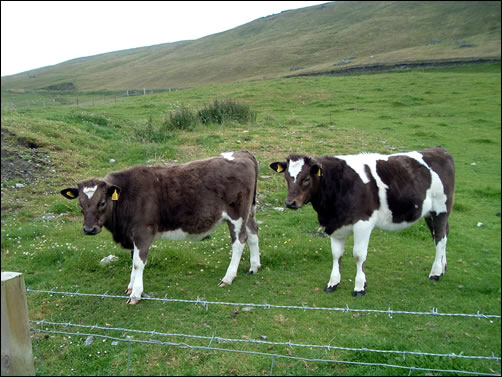 Shetland heifers