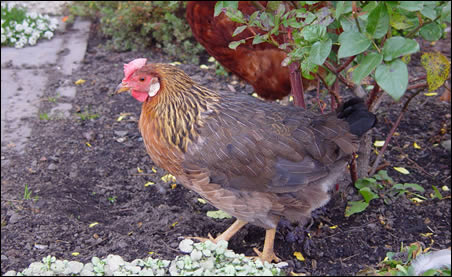 Brown Leghorn